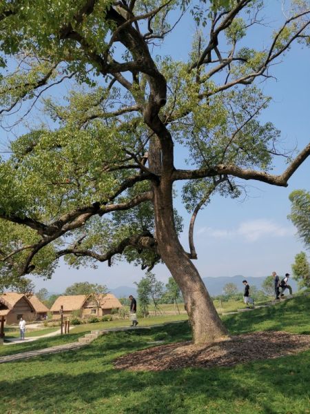 big_tree